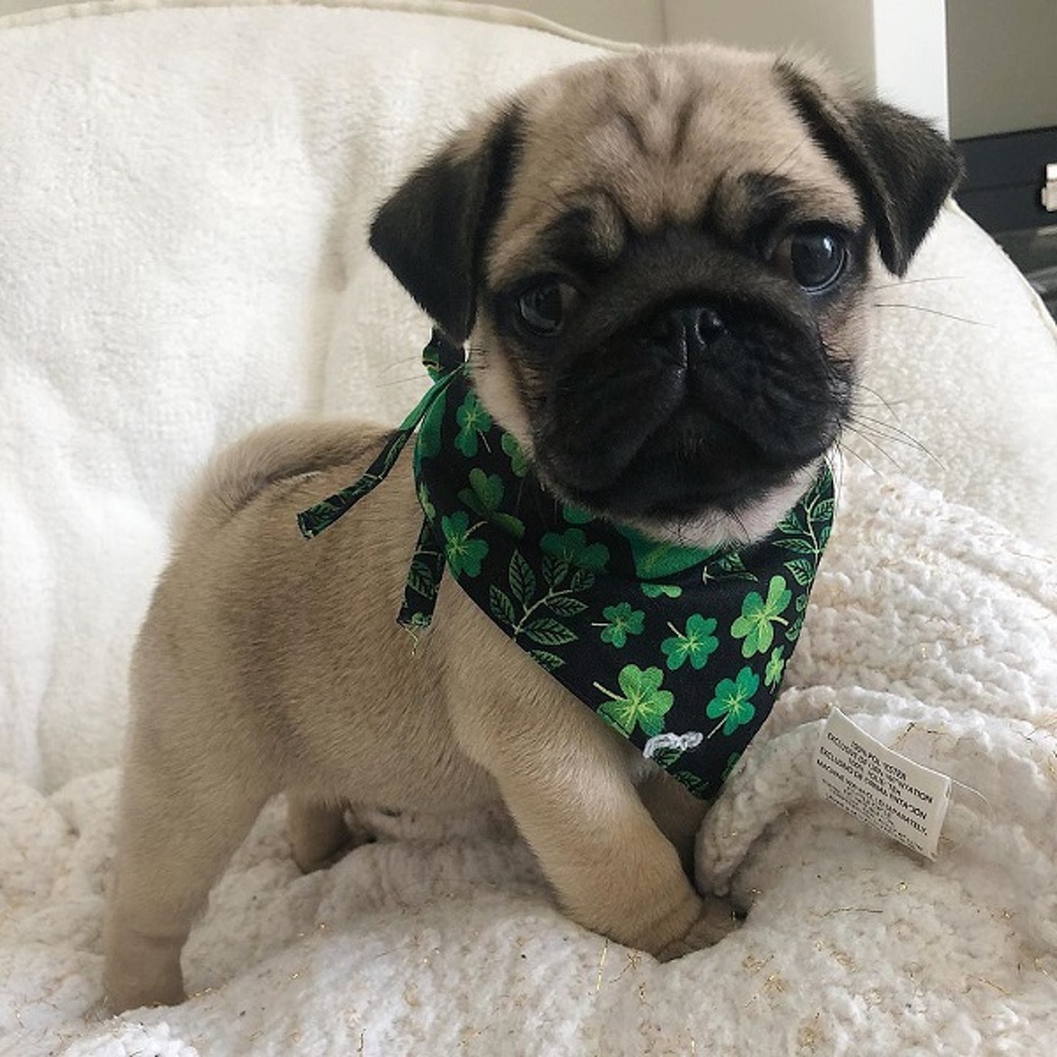 Pug, Beautiful Pug puppy for sale near me, Pug puppies for sale near me