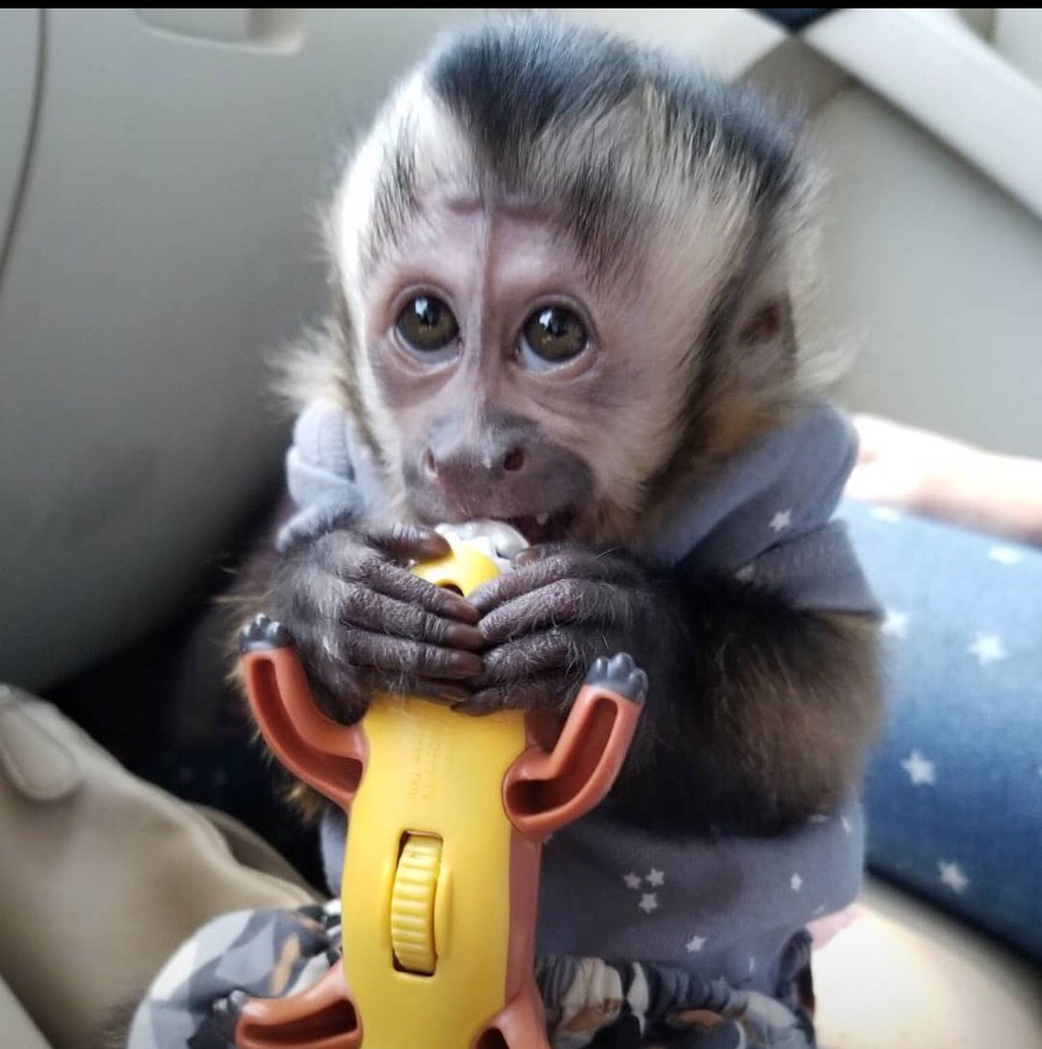 Capuchin Lovely Hand Raised Baby Capuchin Monkeys Available Exotic