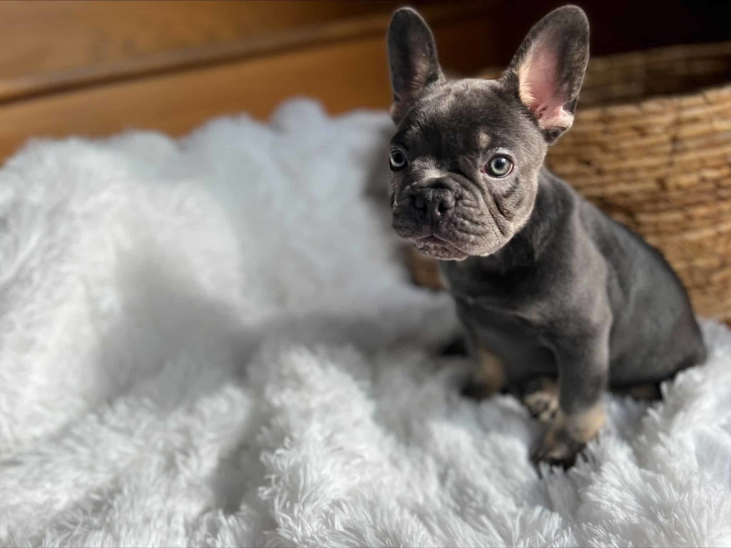 French Bulldog, Blue Fluffy Carrier Male Frenchie, Dogs, for Sale, Price