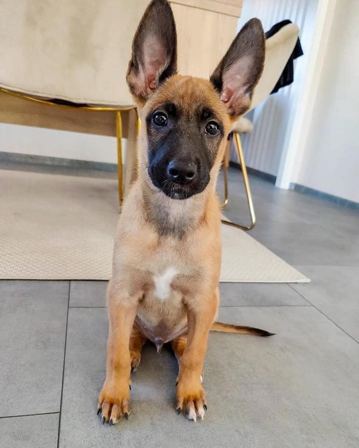 Belgian Shepherd Dog (malinois), Well Trained Belgian Malinois Puppies 