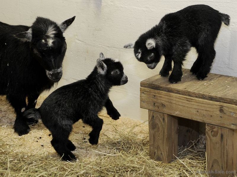 Potty Trained Nigerian Dwarft Goats for sale, exotic animals, for Sale