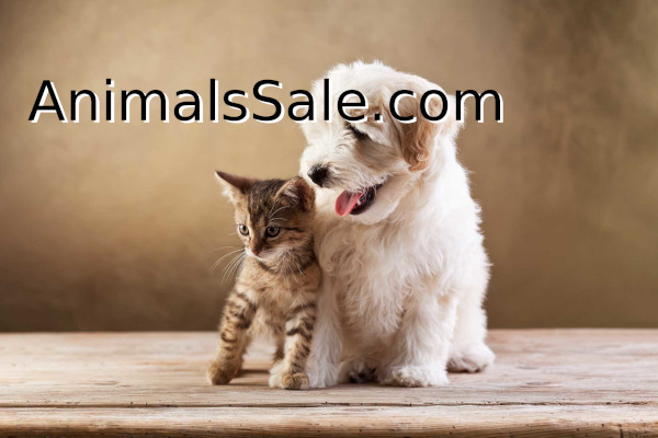 15 Best Photos Pet Pigs For Sale Near Me - Tucker Talks with Barley Labs: All-Natural Dog Treats Made ...