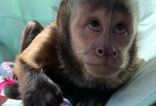 capuchin animalssale