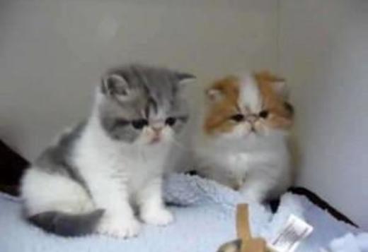 Exotic, Exotic Shorthair for Sale, Cats, for Sale, Price