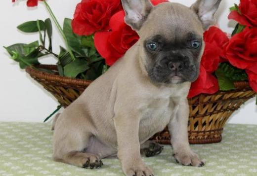 French Bulldog, Purebred French Bulldog puppies, Dogs, for ...
