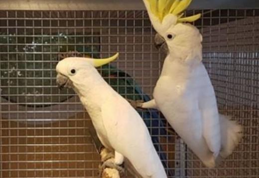 cost of cockatoo