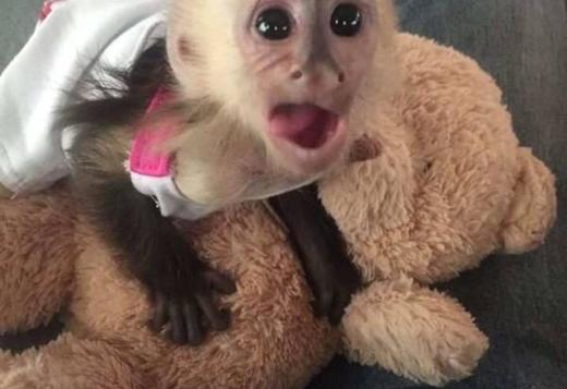 Capuchin Monkey for sale, Exotic animals, for Sale, Price