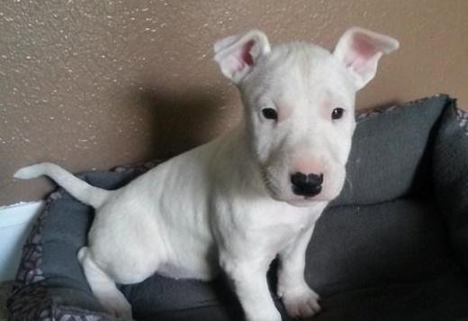 Bull Terrier Puppy For Sale, Dogs, for Sale, Price