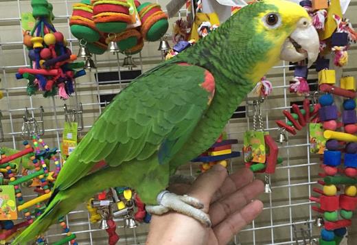 parrots for adoption