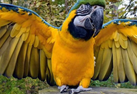 FRIENDLY CONGO AFRICAN GREY PARROTS FOR SALE FRIENDLY CONGO AFRICAN GREY PARROTS FOR SALE