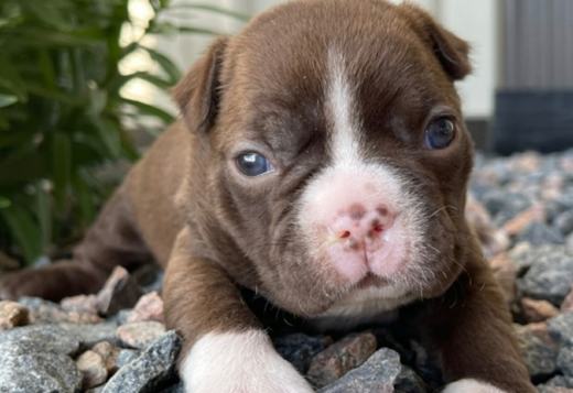 🦮🦮Boston Terrier🐕🦺🐕🦺 🍭🍭Male and Female Boston Te 🦮🦮Boston Terrier🐕🦺🐕🦺 🍭🍭Male and Female Boston Te