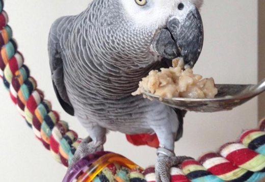Bonded African Grey Parrots Pair Bonded African Grey Parrots Pair