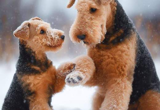 Welsh terrier puppies Welsh terrier puppies