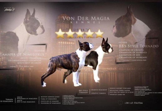 Boston Terrier  puppies for sale Boston Terrier  puppies for sale