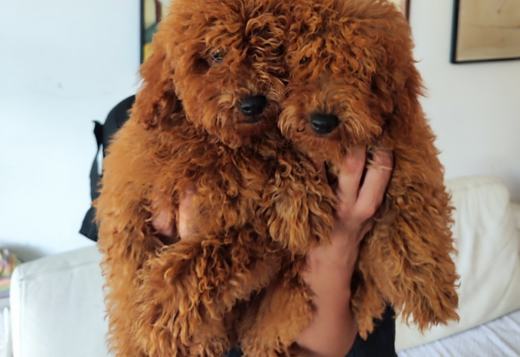 Red Miniature Poodle puppies Red Miniature Poodle puppies