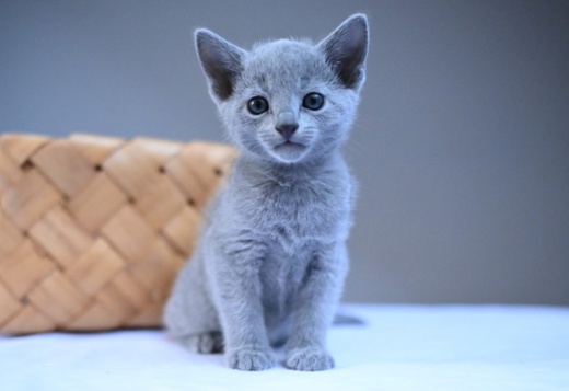 Russian Blue Cats Available Here Russian Blue Cats Available Here