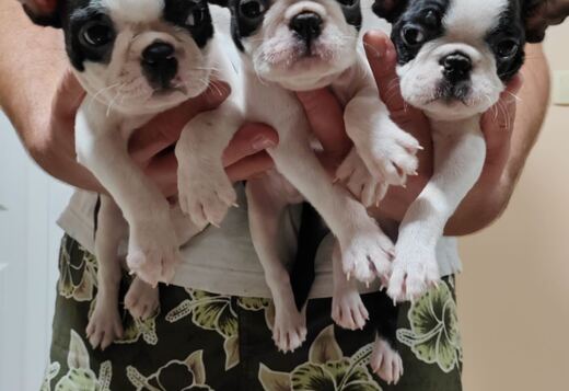 Boston Terrier Puppies for Sale Boston Terrier Puppies for Sale