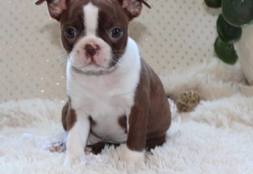 X-MASS Gorgeous Boston Terrier Puppies For Sale 47... X-MASS Gorgeous Boston Terrier Puppies For Sale 470-673-7509