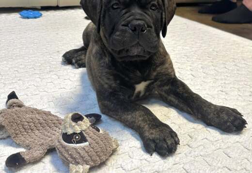 Well Socialized Bullmastiff Puppies Well Socialized Bullmastiff Puppies
