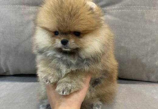 Beautiful Pomeranian Puppies For Sale. Beautiful Pomeranian Puppies For Sale.