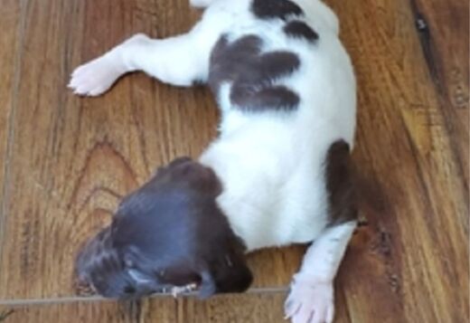 German Shorthaired Pointer German Shorthaired Pointer