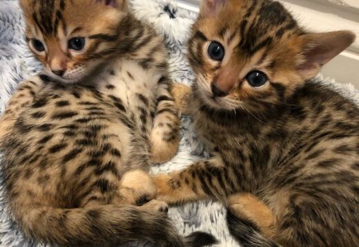 Bengal Kittens Purebred Rosetted Bengal Kittens Purebred Rosetted