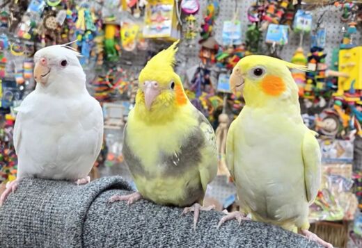 Tamed and lovely cockatiel babies for sale Tamed and lovely cockatiel babies for sale