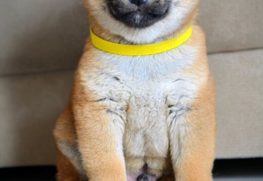 Shiba Inu Puppies Shiba Inu Puppies