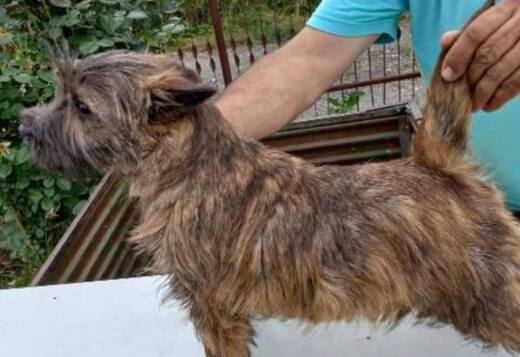 Cairn terrier puppies Cairn terrier puppies