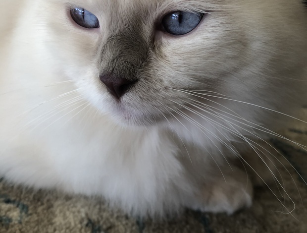 Ragdoll, Ragdoll kittens for adoption, Cats, for Sale, Price