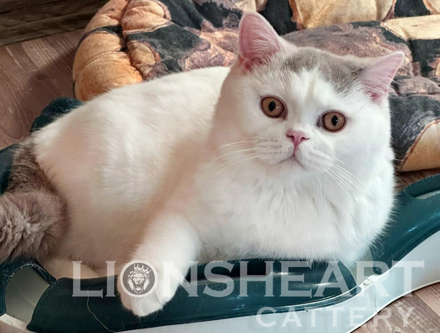 British Shorthair British Shorthair Availabe kittens