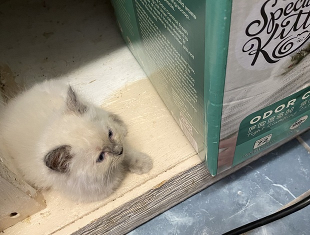 Ragdoll Bleu Ragdoll