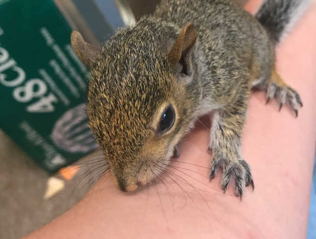 Squirrels, Beautiful pair of eastern gray squirrels available, Exotic