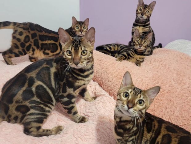 Bengal Bengal babies from Jungle Kitten