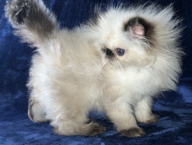 Persian, Persian Himalayan Kitten, Cats, For Sale, Price