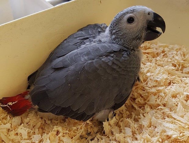 African Grey Parrot, African grey parrots, Birds, for Sale, Price