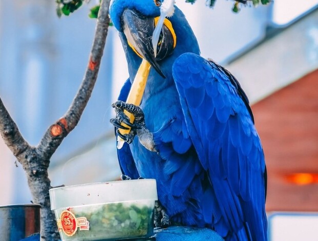 Macaw Speaking Hyacinth Macaws for Sale