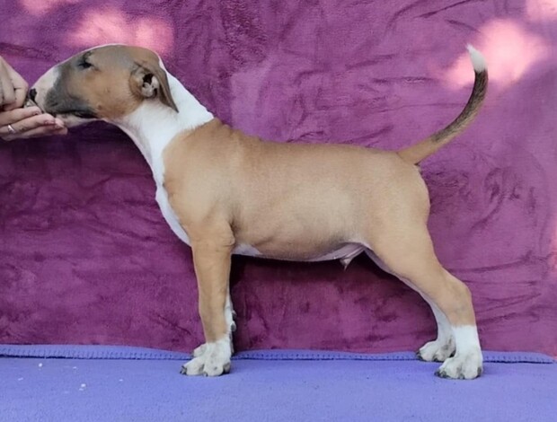 Bull Terrier Standard Bull Terrier puppies
