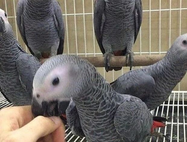 African Grey Parrot African Grey Parrots Proven Pair