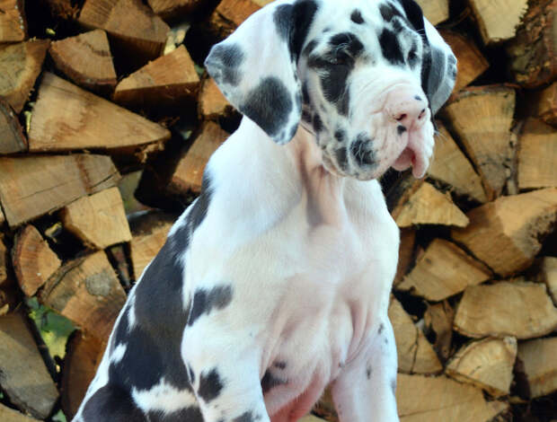 Great Dane, Akc Registered Great Dane Puppies, Dogs, For Sale, Price