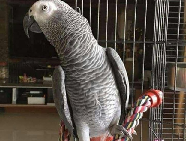 African Grey Parrot African Grey parrots