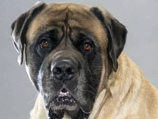 What is the Spanish Mastiff breed?