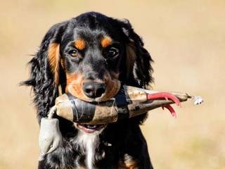 How to train a sporting dog