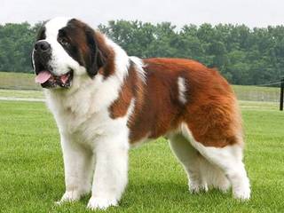 The Adorable Saint Bernard Dog: Everything You Need to Know