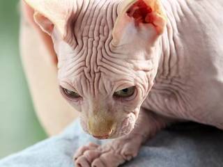 Canadian sphynx. Care peculiarities