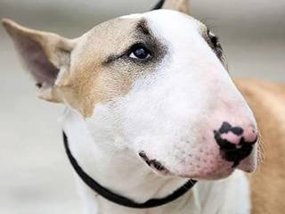 Bull terrier teeth: how to care for them