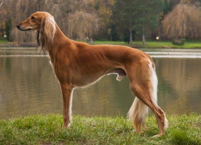 Saluki – Persian Greyhound is an excellent companion