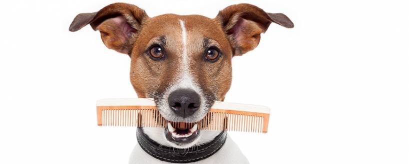 Grooming: is it really necessary to a dog?