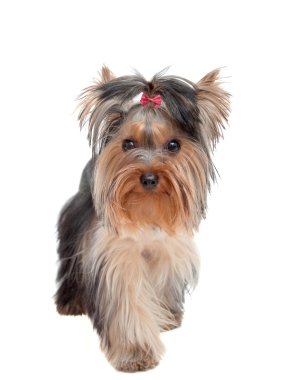 Breed Australian Silky Terrier