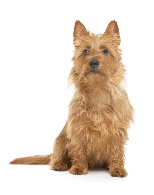 Breed Australian Terrier